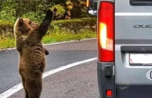Man’s Drive Home Takes a Wild Turn When a Bear Tries to Open His Car Door