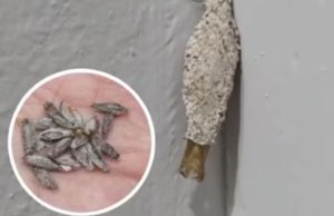 Factors That Increase Kamitetep Infestations