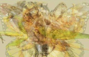 The animal you see first gives accurate information about your personality