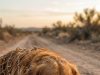 They Left Her Trapped to D.ie… And What Her Puppy Did Surprised Everyone… They left her trapped.